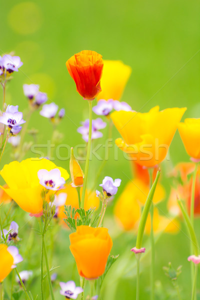 Flowering Summer Medow Stock photo © manfredxy