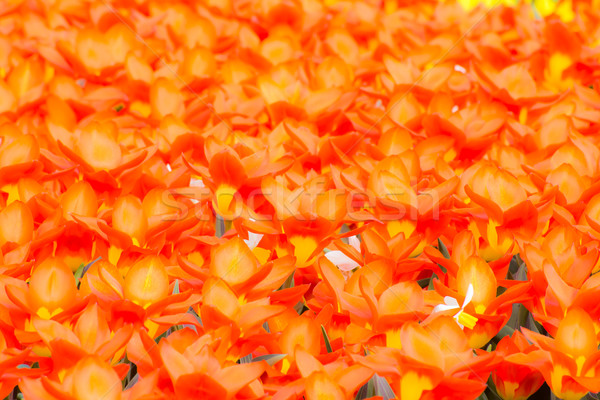 Primăvară portocaliu lalea flori grădină fundal Imagine de stoc © manfredxy