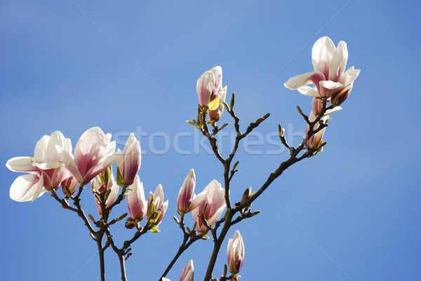 Magnolie ramură copac primăvară cer Imagine de stoc © manfredxy