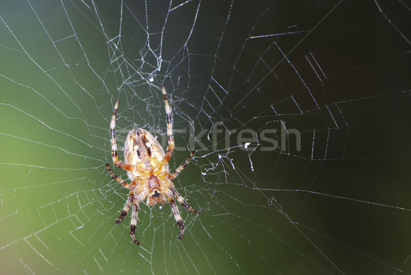 Garden Spider Stock photo © manfredxy