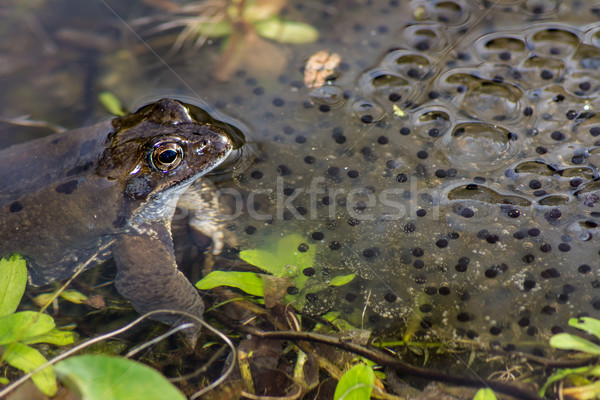 Frog Spawn Stock photo © manfredxy