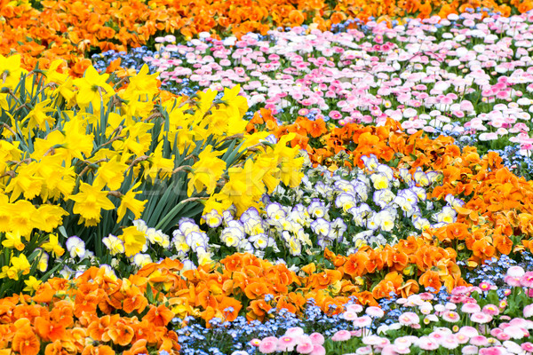 Magnifico aiuola giardino completo fiori primavera Foto d'archivio © manfredxy