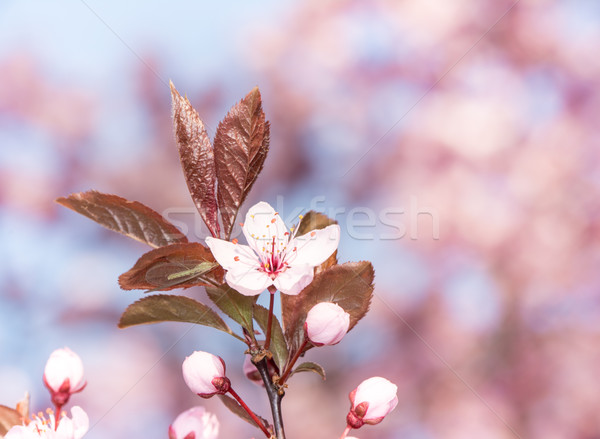 Pink Plum Blossoms Stock photo © manfredxy