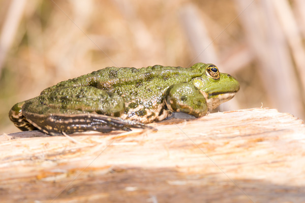 Green frog on a piece of wood Stock photo © manfredxy