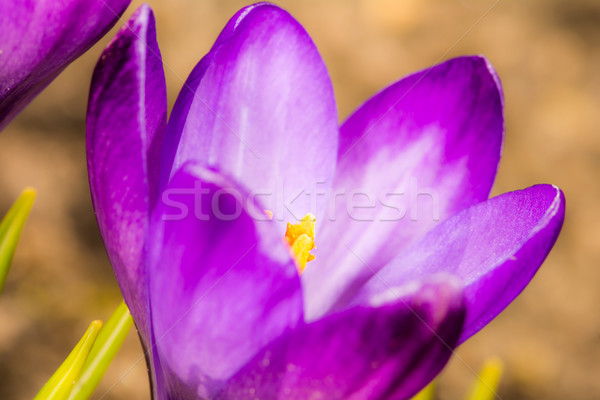 Purple Crocus Blossom Stock photo © manfredxy
