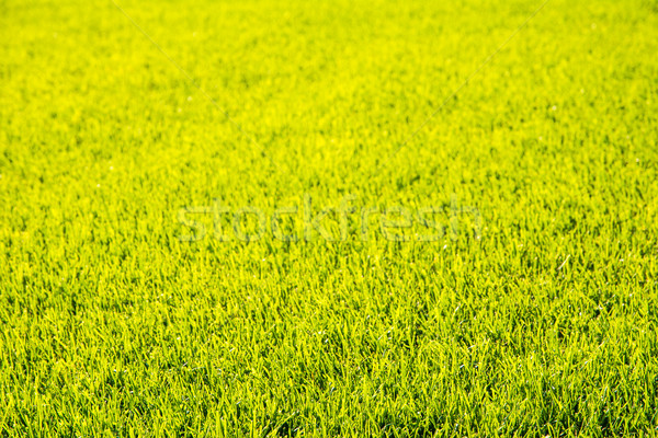 Perfect short cut green grass background Stock photo © manfredxy