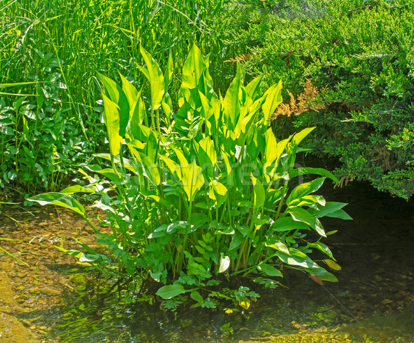 [[stock_photo]]: Aquatique · usine · eau · feuille · jardin