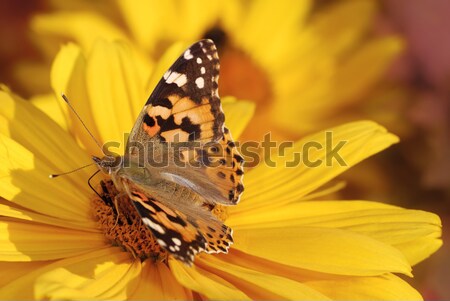 Painted Lady butterfly Stock photo © manfredxy