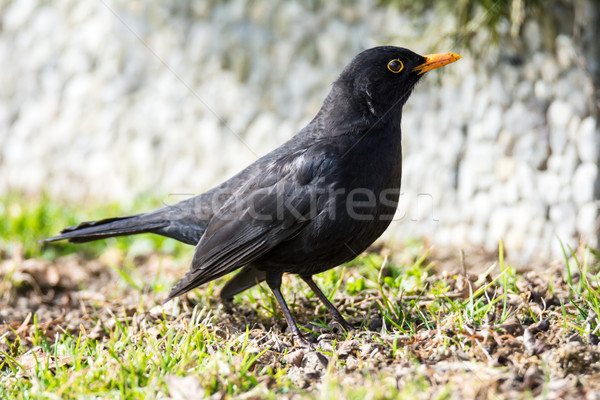 Male Common Blackbird Stock photo © manfredxy