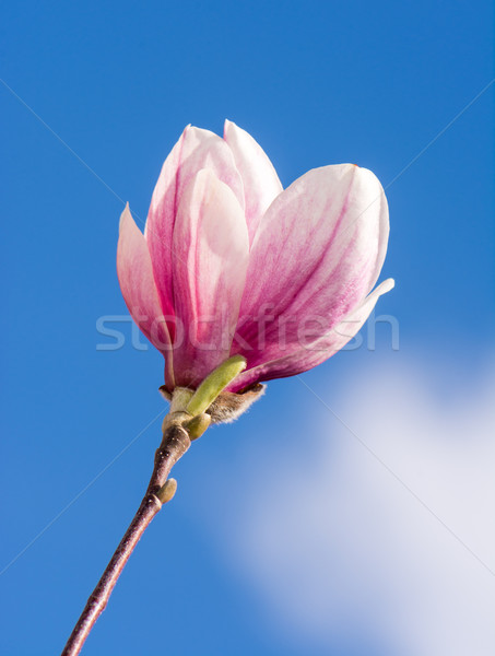 Magnolie floare roz copac primăvară plantă Imagine de stoc © manfredxy