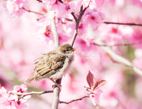 Vrabie inflorire piersic copac şedinţei flori Imagine de stoc © manfredxy
