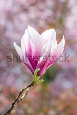 Magnolie floare roz copac primăvară plantă Imagine de stoc © manfredxy