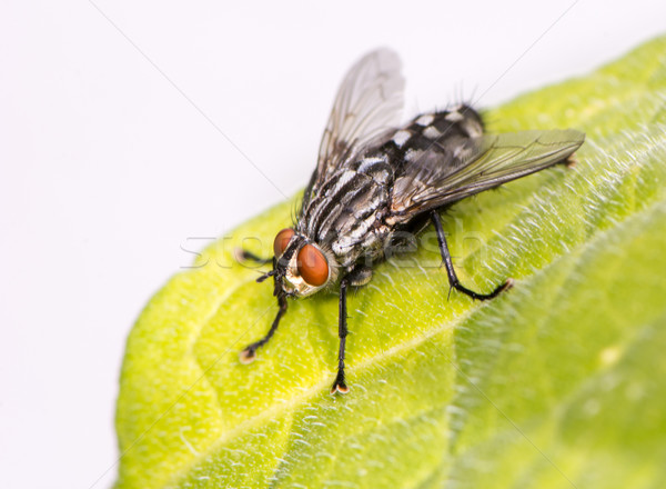 Fly sitting on a leaf Stock photo © manfredxy