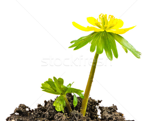 Isolated yellow blossom of winter aconite Stock photo © manfredxy