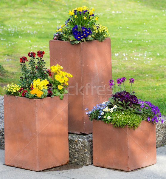 Négyszögletes virágcserép park virágok természet nárcisz Stock fotó © manfredxy