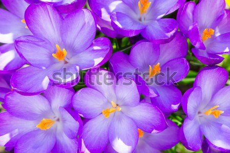 Lila Krokus Blüten Makro Gruppe Blume Stock foto © manfredxy