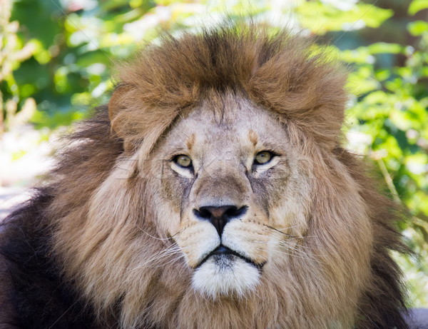 Lion portrait Homme nature bouche tête [[stock_photo]] © manfredxy