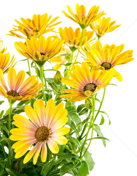 Izolat galben floare flori Imagine de stoc © manfredxy