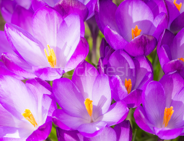 Purple crocus flower blossoms background Stock photo © manfredxy