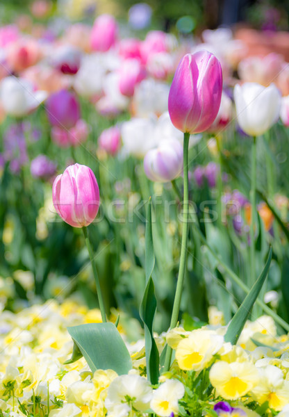 Outstanding tulip flower in a flowerbed Stock photo © manfredxy