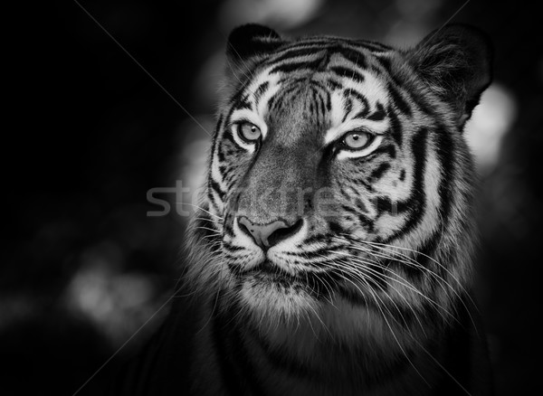 Stock photo: Portrait of a siberian tiger