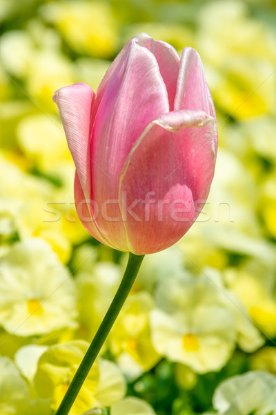 Kitűnő tulipán virág virágágy tavasz festői Stock fotó © manfredxy