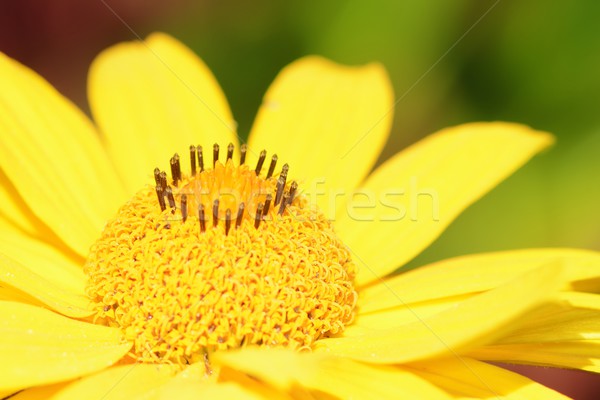 Yellow Marguerite Flower Stock photo © manfredxy
