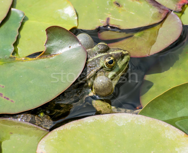Stock photo: Frog