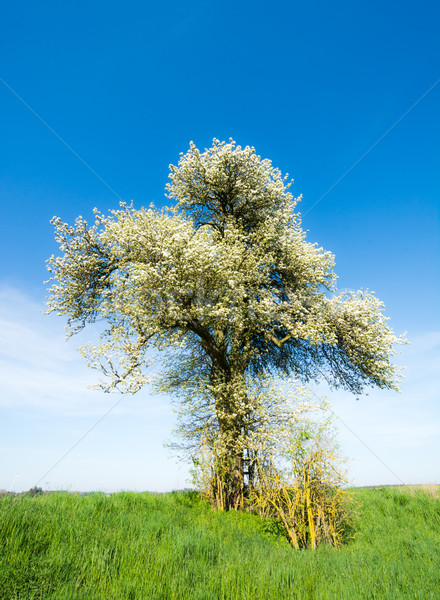 Stok fotoğraf: Manzara · çiçekli · ağaç · bahar · çim