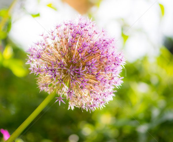 Riese Zwiebel Blume Blüte Stock foto © manfredxy