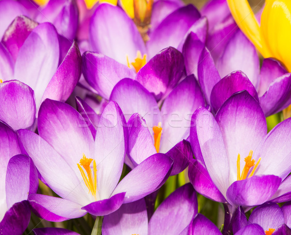 Purple crocus flower blossoms background Stock photo © manfredxy