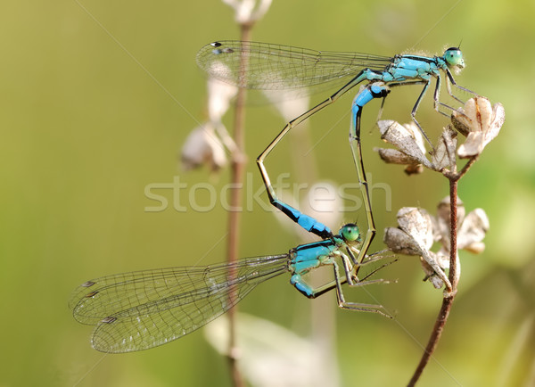 Mating damselflies Stock photo © manfredxy