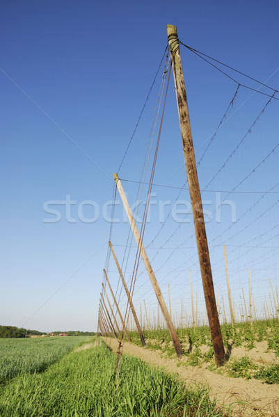 Hop field Stock photo © manfredxy