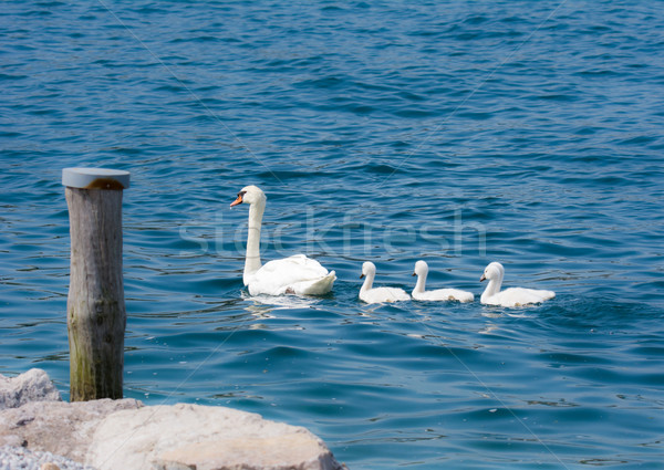 Swan family with babies Stock photo © manfredxy