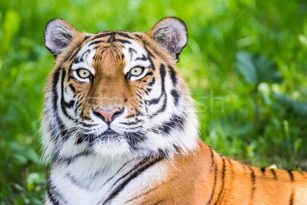 Portrait of a siberian tiger Stock photo © manfredxy