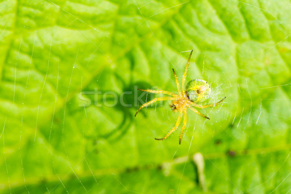 Stockfoto: Komkommer · groene · spin · web