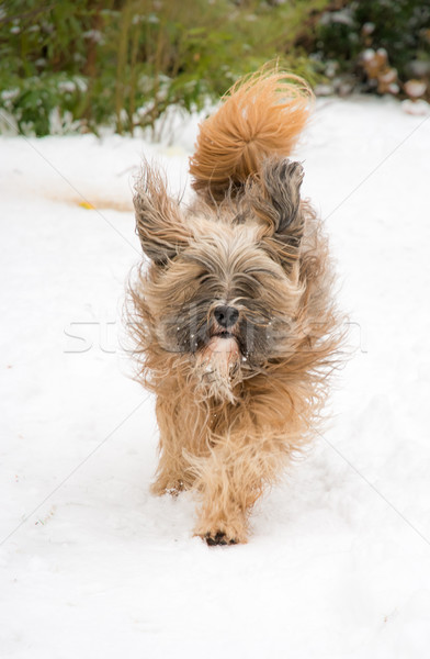Tibetan terrier dog running and jumping in the snow. Stock photo © manfredxy