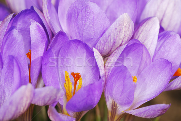 Pourpre crocus fleurs macro jardin Photo stock © manfredxy