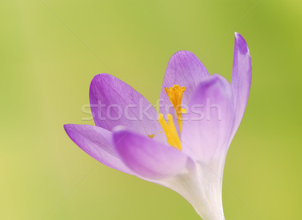 Kikerics virág tavasz lila növény gyönyörű Stock fotó © manfredxy