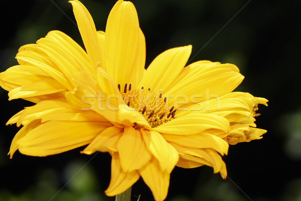 Yellow flower Stock photo © manfredxy