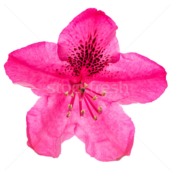 Macro of a pink isolated Rhododendron flower blossom Stock photo © manfredxy