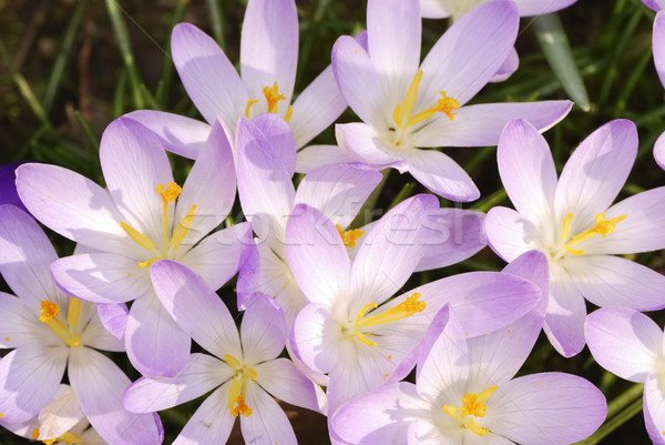 Foto stock: Açafrão · flores · jardim · primavera · flor · plantas