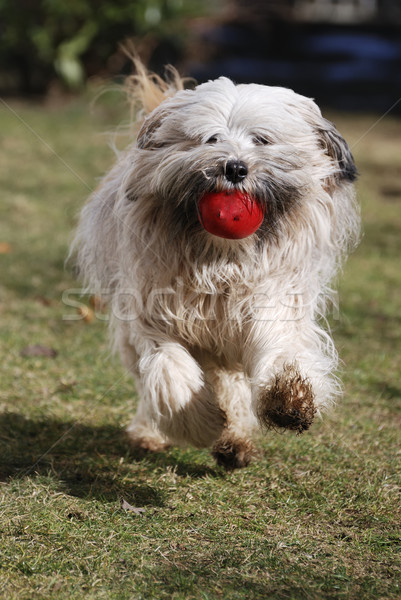 Running Tibetan terrier dog Stock photo © manfredxy