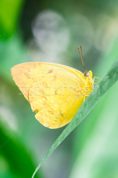 Orange-barred Sulphur Stock photo © manfredxy