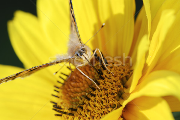 Painted Lady butterfly Stock photo © manfredxy