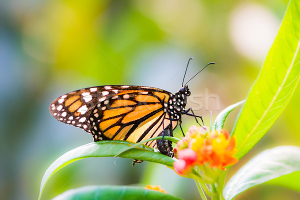 Macro of a Monarch butterfly on a flower Stock photo © manfredxy