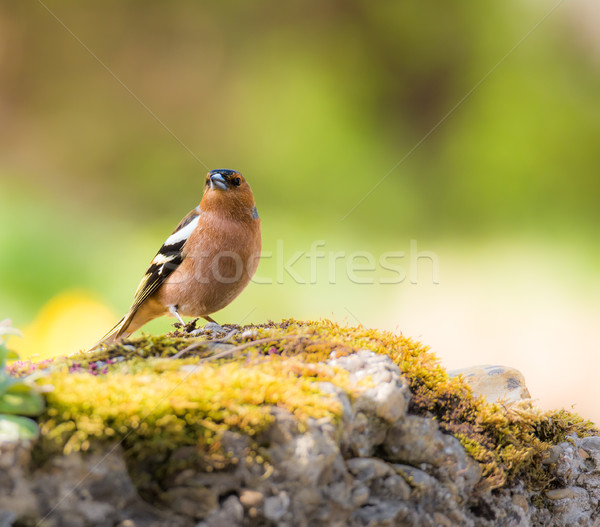 Closeup of a chaffinch bird Stock photo © manfredxy