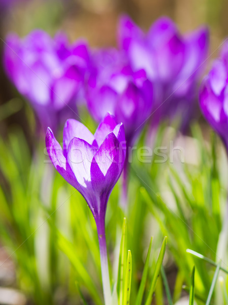 紫色 藏紅花 花卉 春天 選擇性的重點 商業照片 © manfredxy