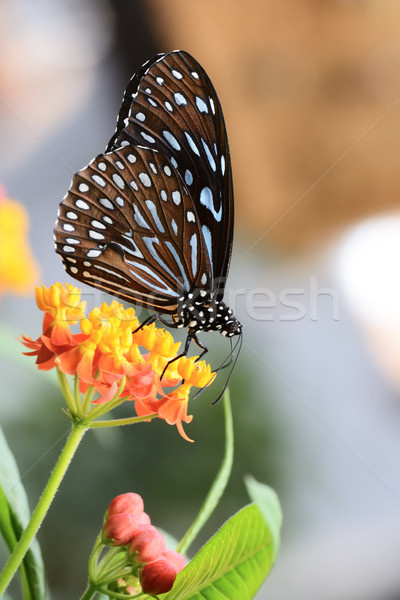 Tropical butterfly Stock photo © manfredxy