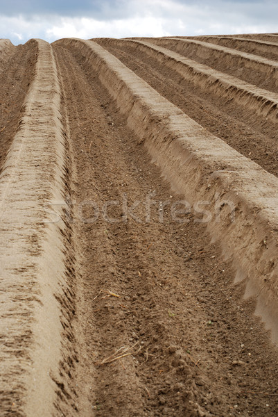 Stockfoto: Asperges · veld · zand · eenzaam · landbouw · groei